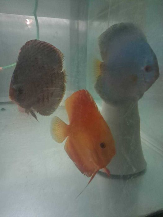 Дискуси blue dimond