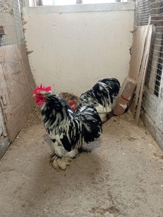 Продаю півників карликового кохінхіна окрас мрамор.