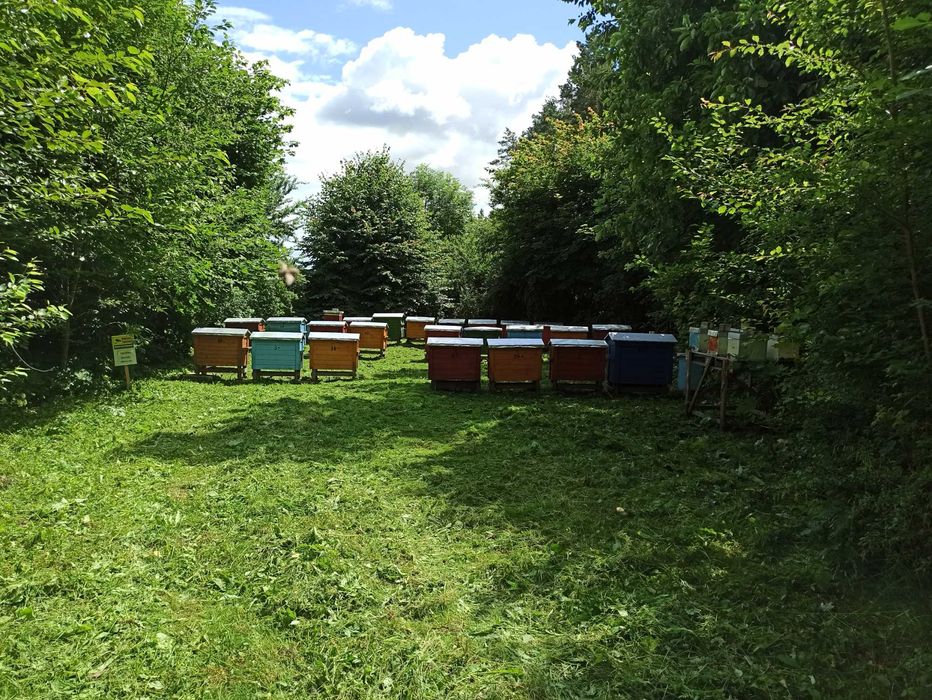 Miód Mniszkowo klonowy z Doliny Rospudy Suwalszczyzny 2025r.