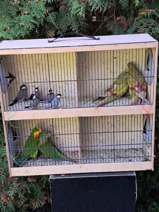 Sprzedam ptaki ze zdjecia