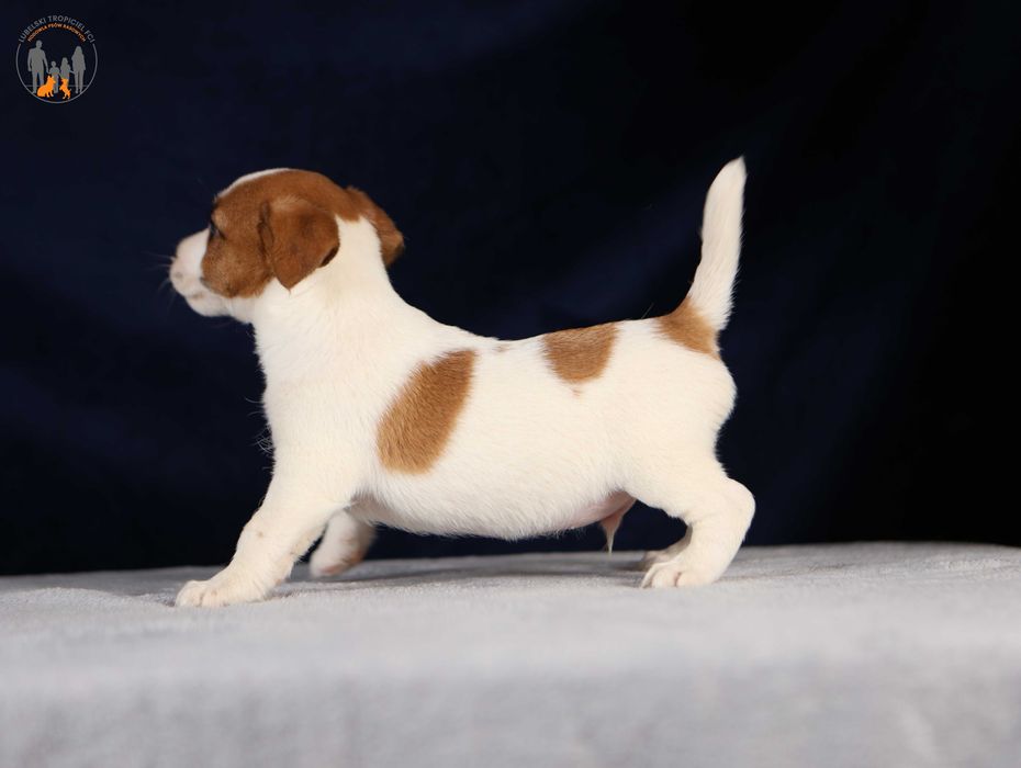 Jack Russell Terrier ZKwP FCI piękny piesek k.włos