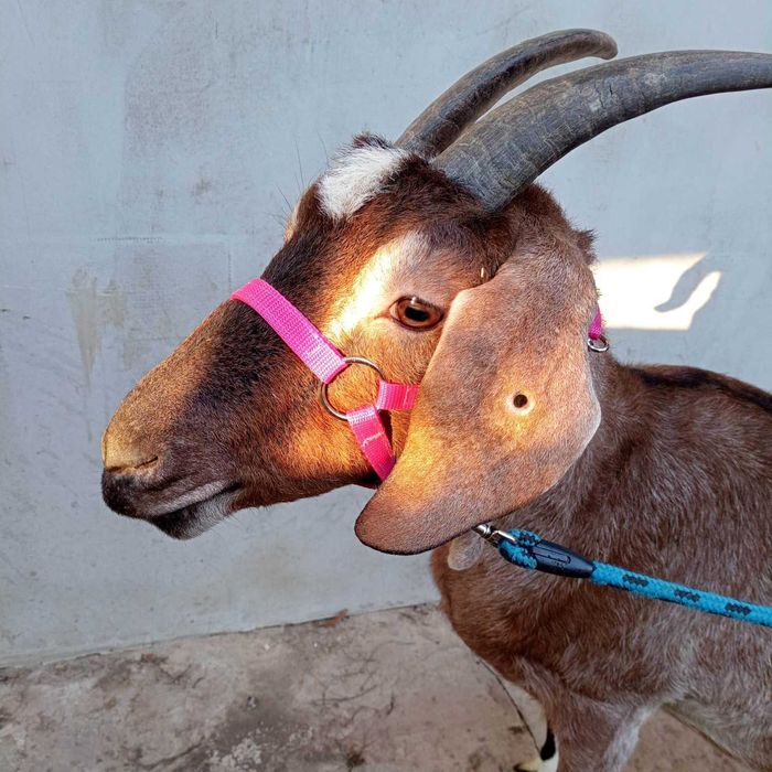 Kantar dla kóz, ogłowie, uprzęż