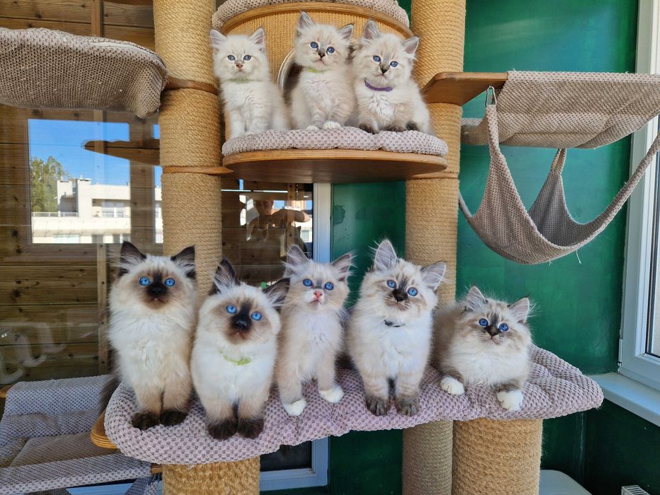 Twoje Marzenie o Kocie – Neva Masquerade z Hodowli Kocia Osada*PL