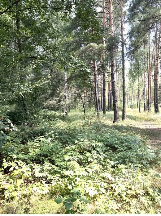 Земельна ділянка під будівництво!ЛІС ! 24сотки. Пилиповичі.