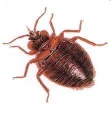 Desinfestação (percevejos,baratas,pulgas,ratos,formigas, térmitas etc)