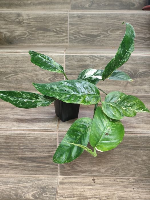 Epipremnum pinnatum variegata