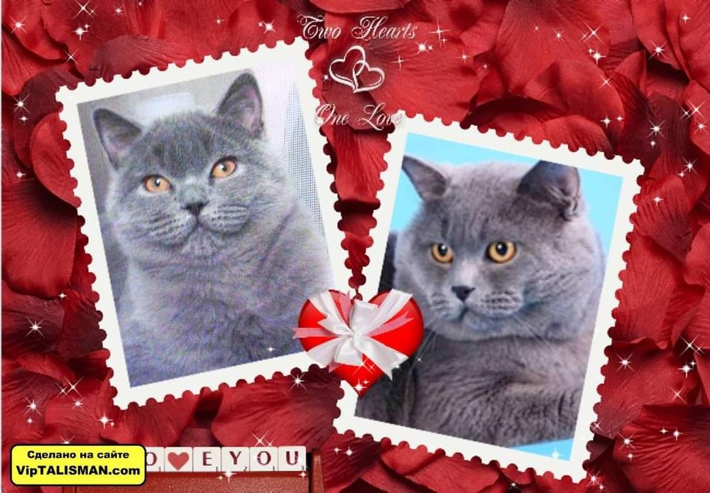 Британська блакитна