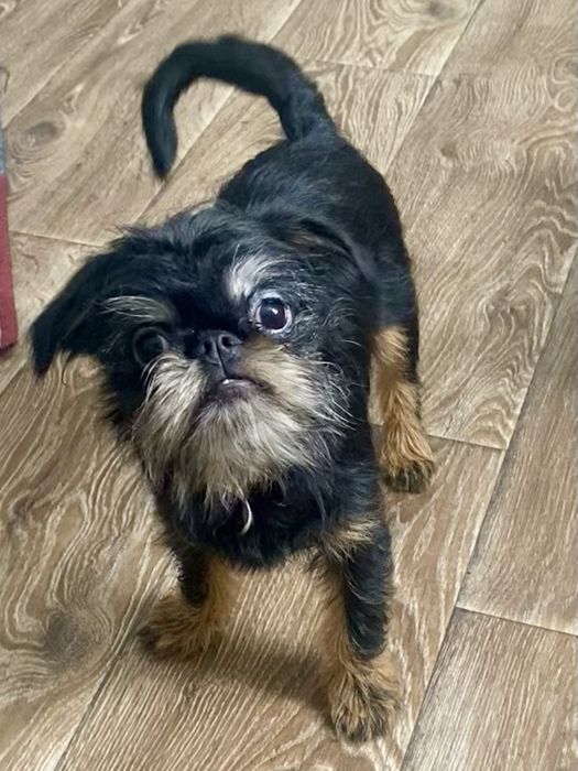 Бельгийский гриффон