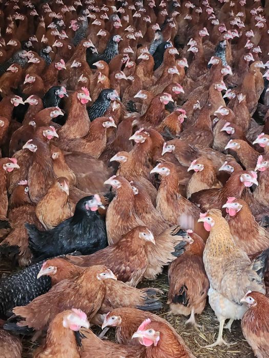 Kury nioski Rosa z pierwszym jajkiem. Dominant i Leghorn. Dowóz Gratis