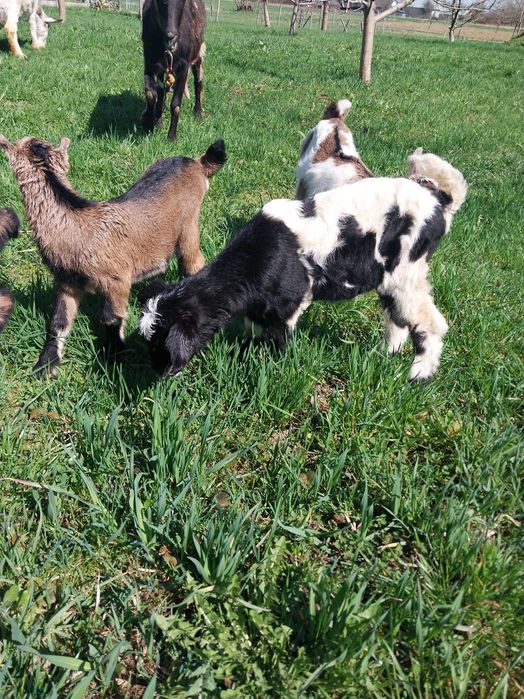 Продаються козенята