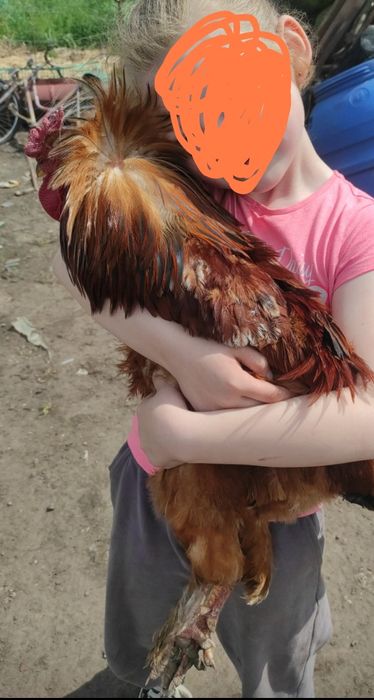 Kogut kochin na sprzedaż