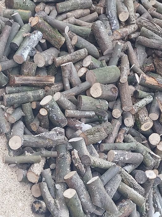 Gałęzówka dąb buk sprzedam