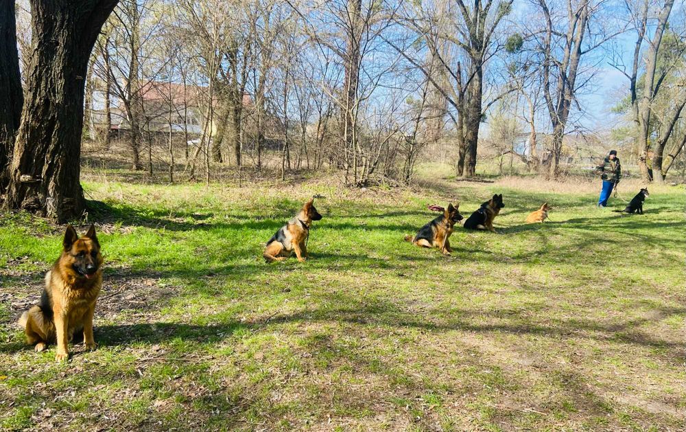 Дресирування собак, кінолог м. Київ, Бортничі
