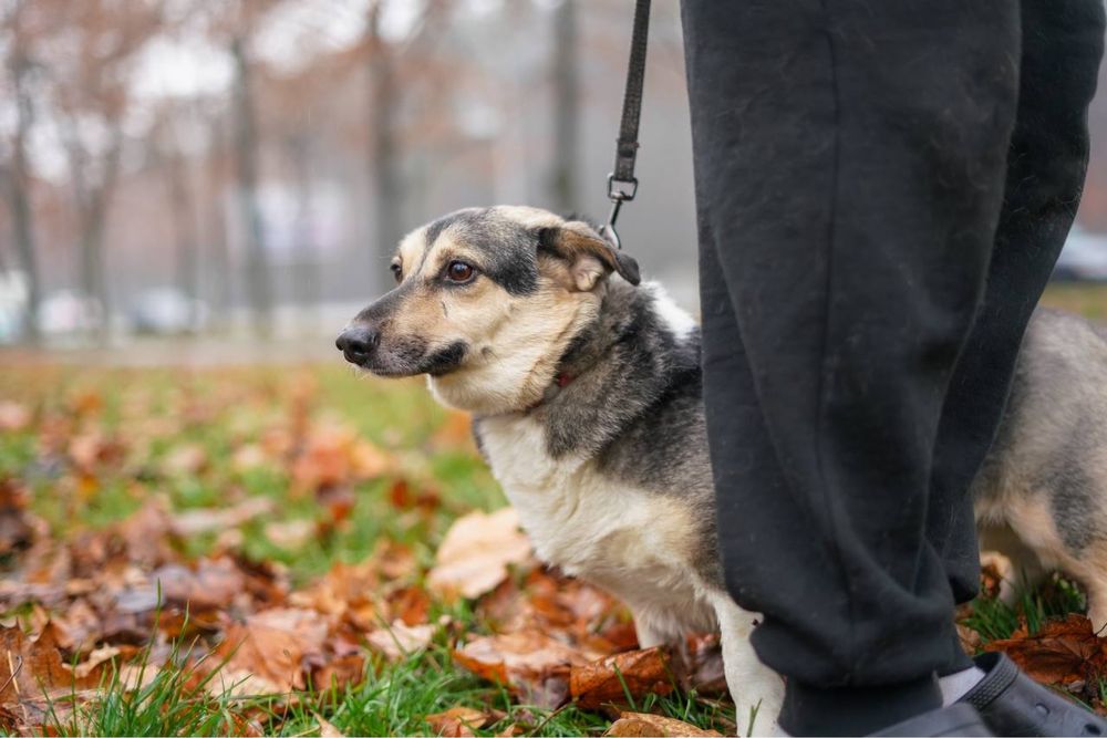 Малиш - невеличкий песик в добрі руки!