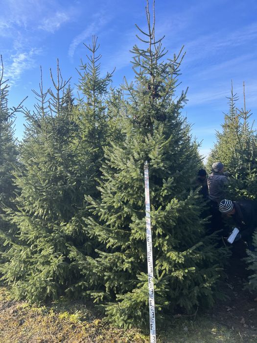 Świerk Serbski z bryłą z plantacji, o wysokości 3-4m Sadzimy