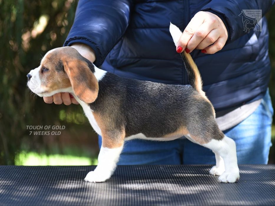 Beagle sunia gotowa do odbioru