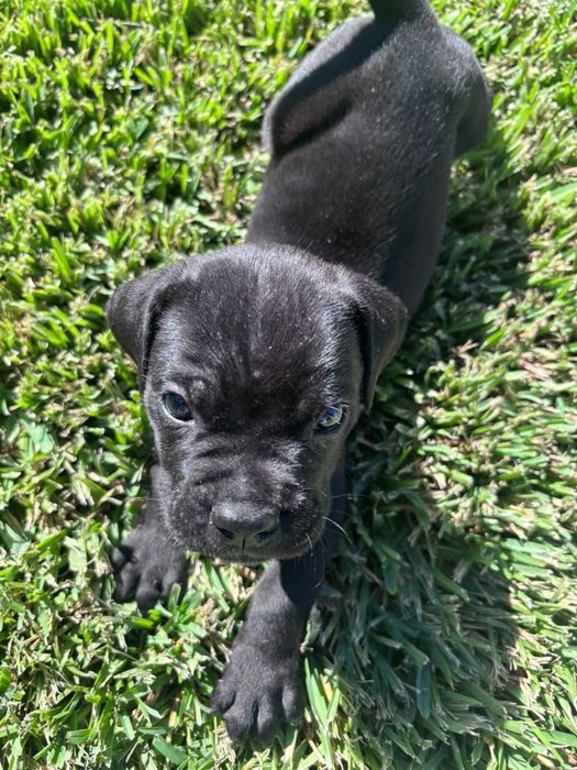 Cane Corso Italiano