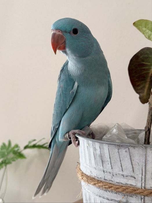 Ring Neck Azul/Cc Macho