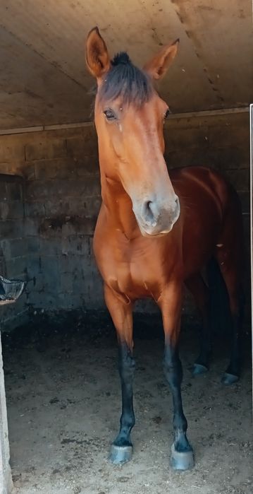 Égua Lusitana com livro azul