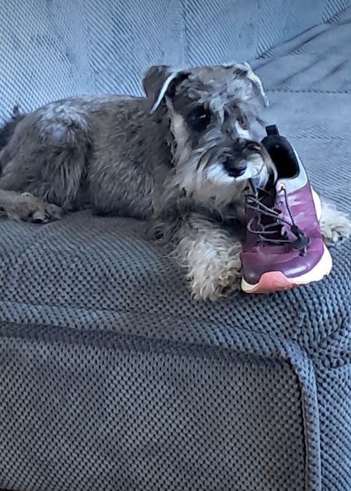 Цвергшнауцер дівчинка