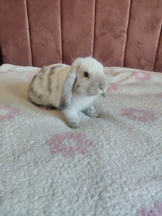 Mini Lop królik 5 m-cy klatka