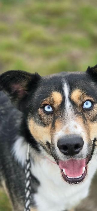 Młodziutki Vito do adopcji!
