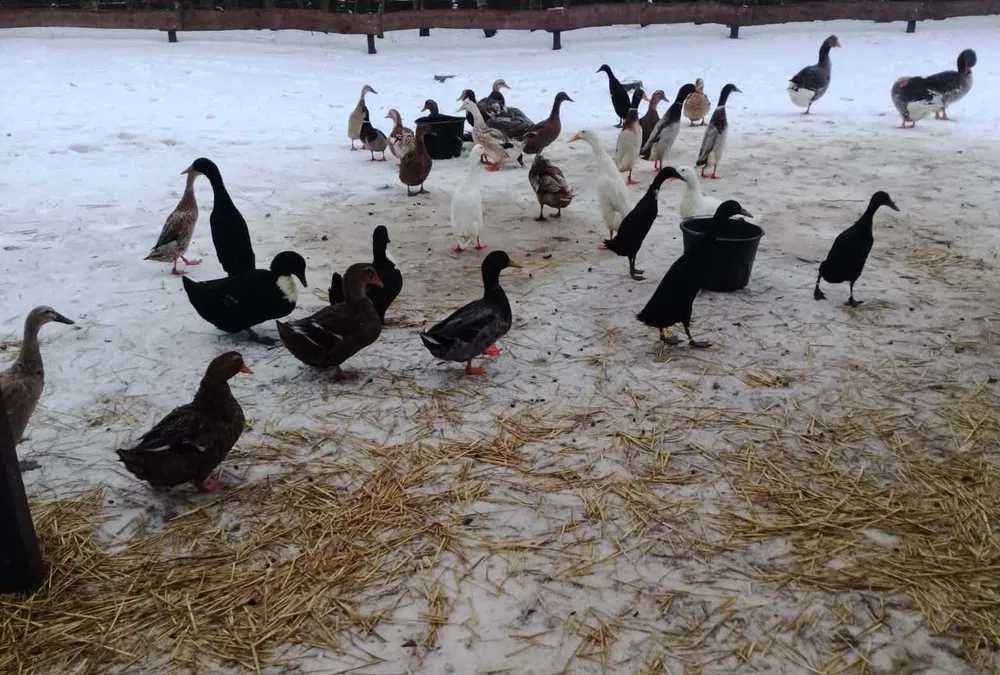 sprzedam kacze jaja konsumpcyjne 60 szt