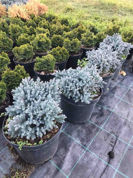 Можжевельник Блю Стар