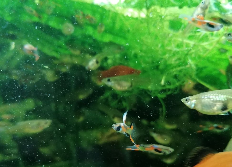 Gupiki endlera  młode