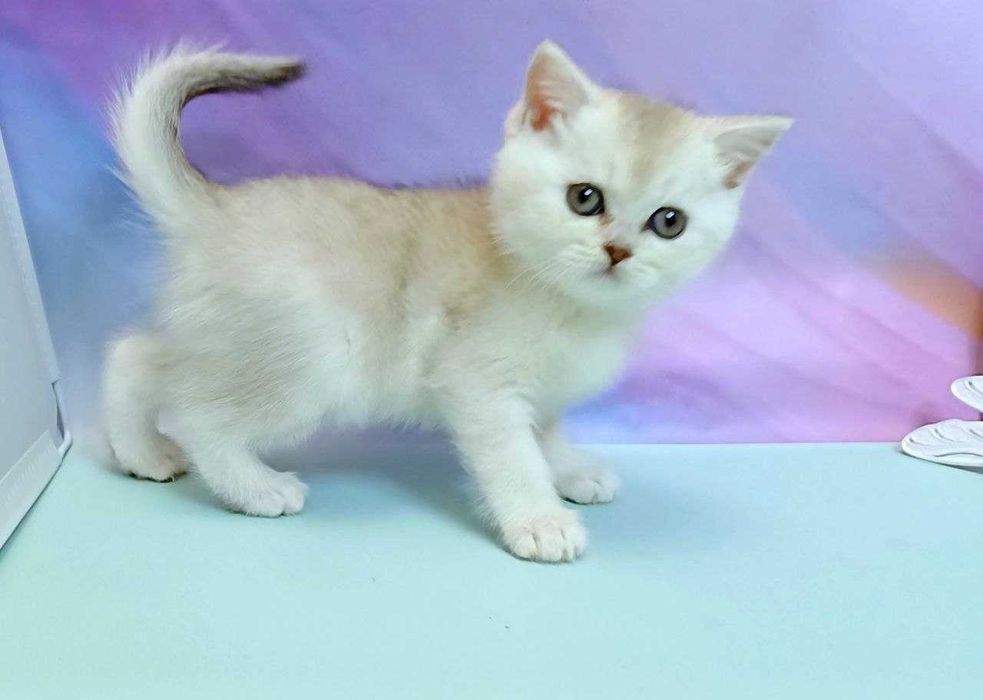 Шиншилки. Чистокровні елітні кошенята, Scottish Straight