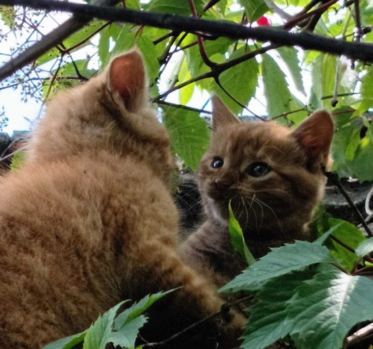 Кошенята, котики, домашні улюбленці