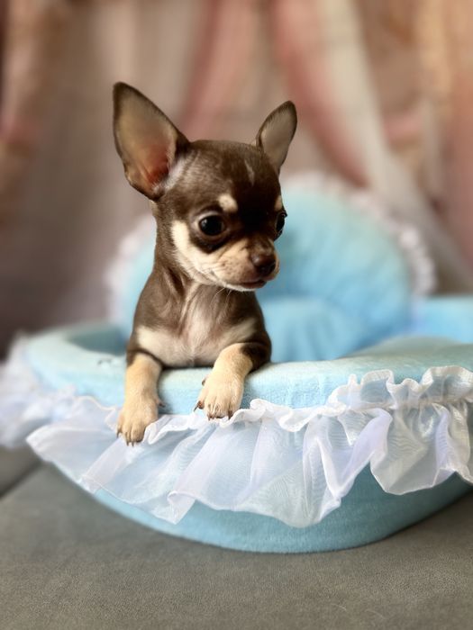 Chihuahua  chlopczyk  do odbioru
