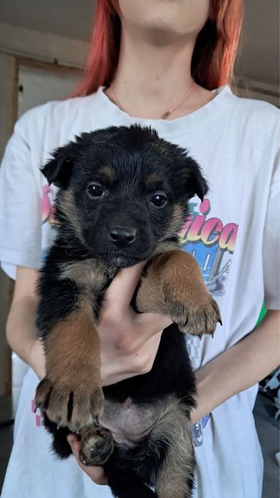 Безкоштовно песики