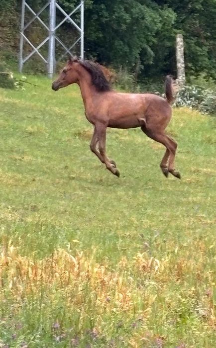 Potra  hispano árabe