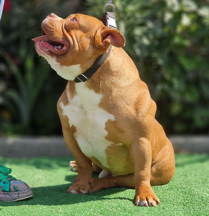 American Bully Pocket