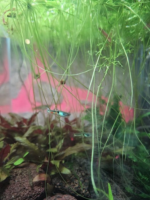 Guppy endler macho