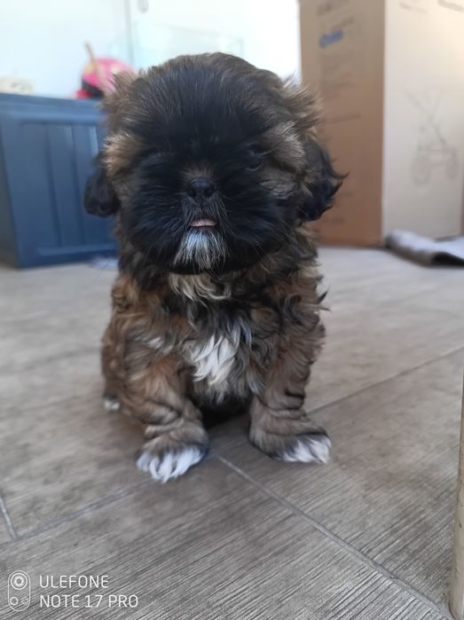 Shih Tzu śliczna suczka