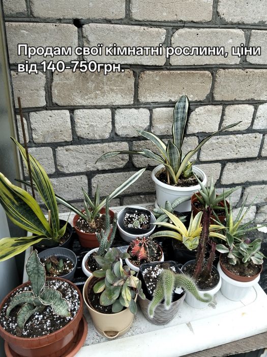 Різні кімнатні рослини
