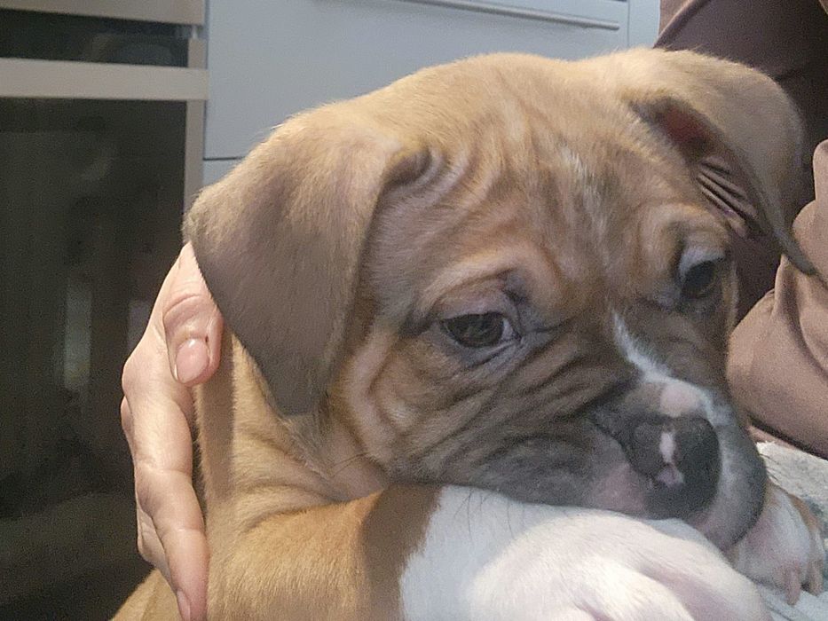 American Bully Pocket