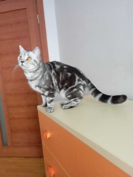 Шотланський кіт прямовухий документами клуба родовід карткаWCF