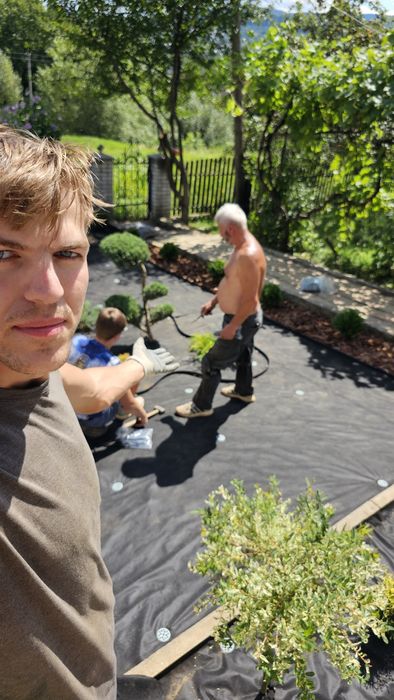 ОЗЕЛЕННЯ ДІЛЯНКИ. Посадка, Стрижка туй та чистка дерев .