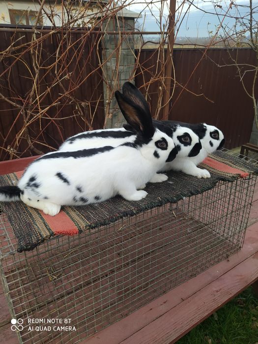 Кролики німецький строкач