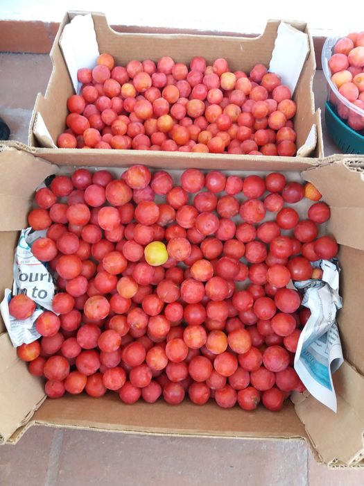 Doces de fruta caseira e ameixas mirabelle