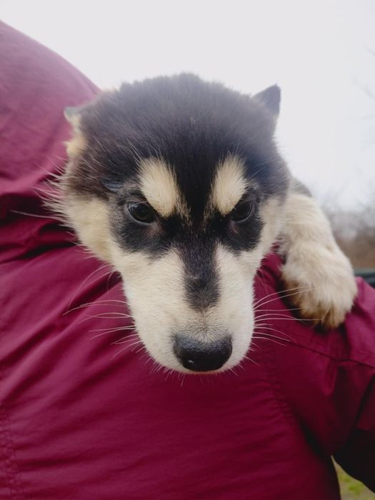Alaskan malamute śliczna suczka