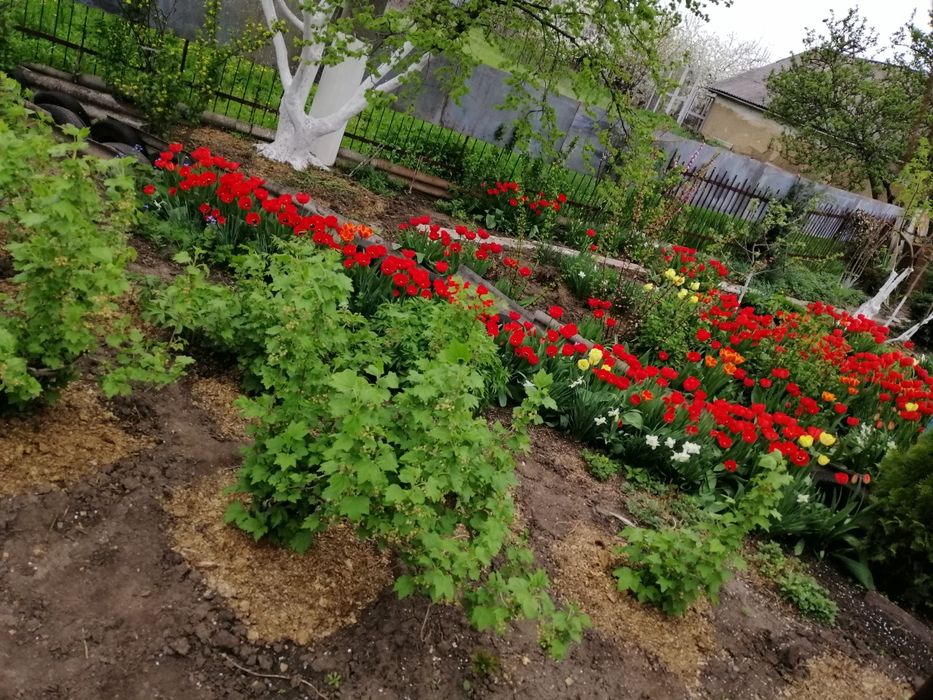 Цибулини, червоних великоквіткових  тюльпанів