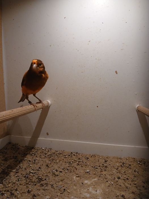 Kanarki samce na śpiewie