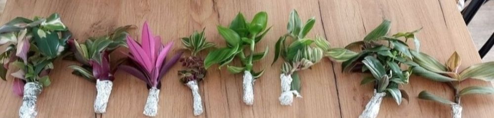 Trzykrotki callisie zebriny