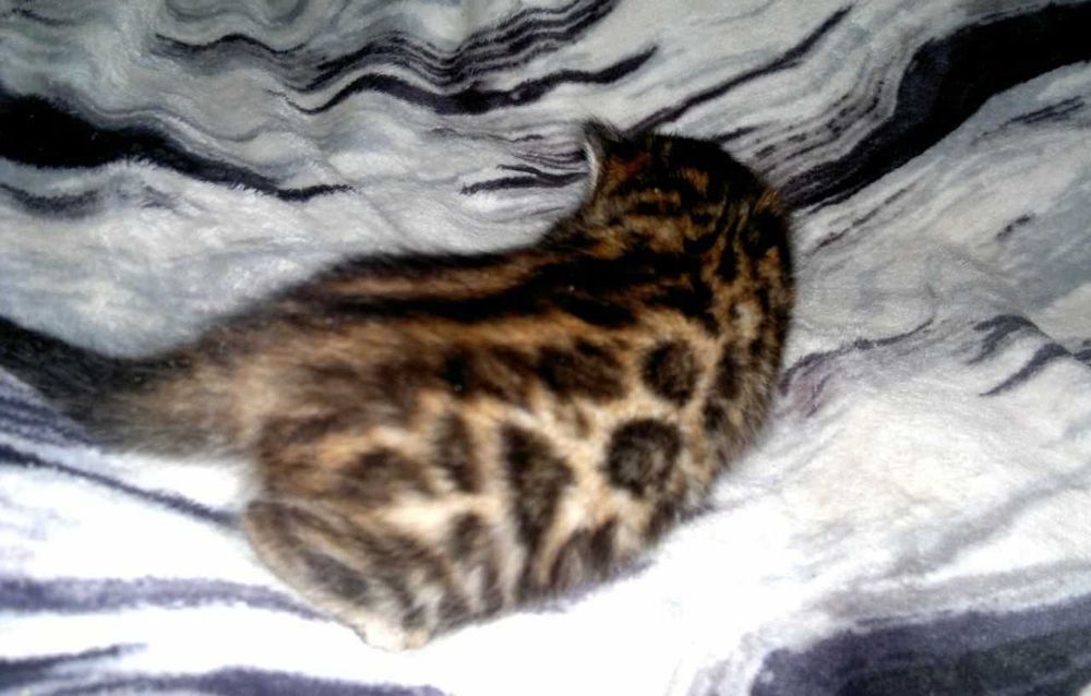 Чудовий бенгальський хлопчик чистої бенгальської крові BENn24