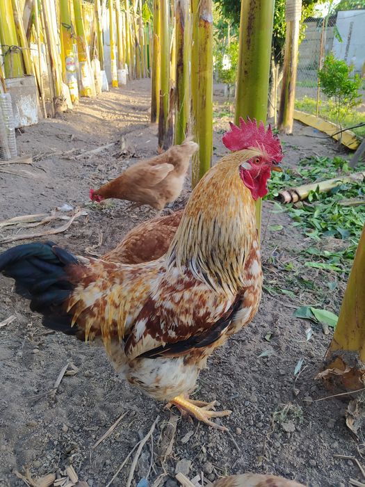 Ovos de galinhas, Caseiros.