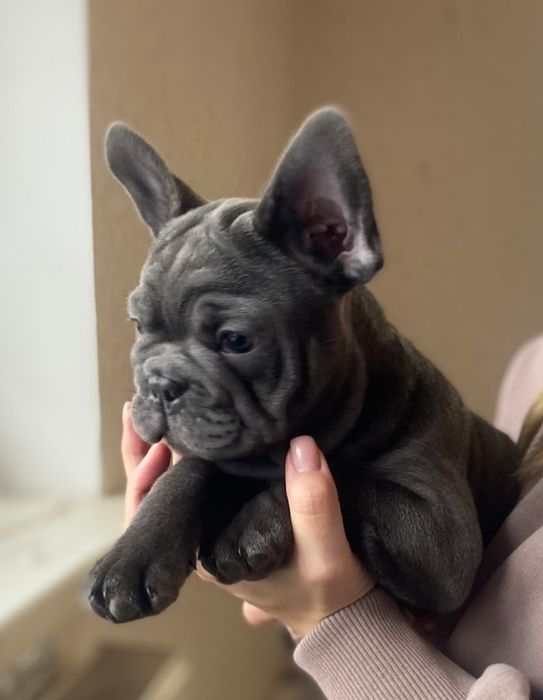 Мальчик французского бульдога